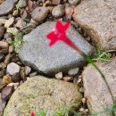 정희네 들꽃이야기 이미지