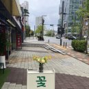 오도르플라워 이미지