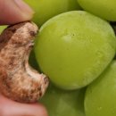 동호마트 | 나트랑 깜란 동호마트 캐슈넛 구입후기