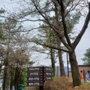 계명산자연휴양림 | [4月 숲나들e-2] 충북 충주 계명산자연휴양림 철쭉나무 숙박 후기