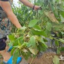 환희1리 이미지