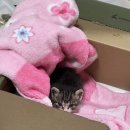 메종동물병원 | 고양이 재채기 결막염 허피스 증상 치료비용 약 후기