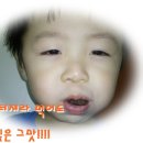 설탕수박