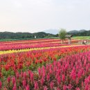 중간상사리 이미지