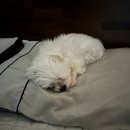 내마음속동물병원 | 광교동물병원 아이온 유선종양 수술 후기 남겨봅니다