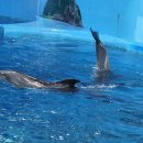 고래이야기 이미지