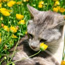 낭만고양이 이미지