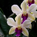 들꽃사랑 이미지