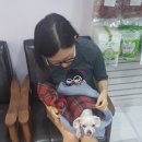사직삼보동물병원 네이버블로그