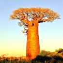 바오밥나무 이미지