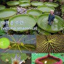 아마존 수련(victoria amazonica)을 설계하시다 이미지