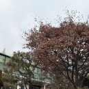 쌍방울애견 이미지