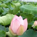 연성중학교 | 시흥 관곡지(官谷池)와 강희맹 (姜希孟) 선생 묘역