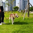바다산책 | 시흥 거북섬 산책 바다보며 걷는 곳 주차장 애견동반 후기