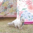 서열농장 이미지