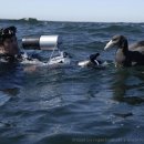 Baby Giant Petrel meets Didier Noirot 이미지