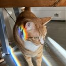 솔비네 집 이미지