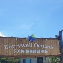 베리웰블루베리농원