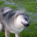 띵가띵가 이미지