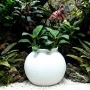 달품 | 달항아리 수족관 장식으로 아쿠아리움 분위기 UP! 베타 치어 은신처 추천