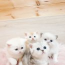 익산원펫 이미지