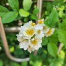 성지 | 성동구 휴대폰 행당동 핸드폰 아이폰성지 상담후기