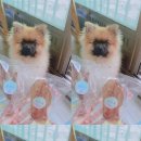 홍시당 이미지