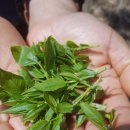 후크선장과 바다낚시 이미지