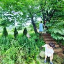 야생화마을펜션민박 이미지