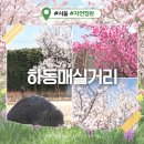 색깔더하기 수채화 | 2026 하동매실거리 청계천 매화거리 실시간 매화 개화현황 (+주차정보)