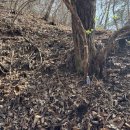 달콤한 나무 | [2026년 4월] 고로쇠만큼 달콤한 다래나무 수액 채취 후기!