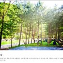 리버힐즈 캠핑장(푸른농원) | 영월 리버힐즈 오토캠핑장.