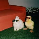 솔직이 지브리 저작권도 저작권인머 이미지