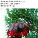 심스 이미지