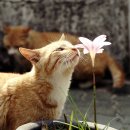 행복한고양이 티스토리