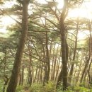 좋은소나무 이미지