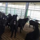 홍천염소농장 이미지