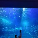 오션 아레나 이미지