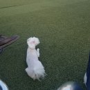 썸바디독스 | 파주애견카페(야외 강아지운동장 있음) 썸바디독스(SOMEBODY DOGS) 다녀온 후기