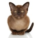 가방위에 고양이 이미지