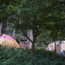 잣나무향기 이미지