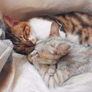 탐나는 고양이 이미지