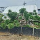 곰솔농장 이미지