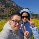 제주 3월 여행 필수 코스, 산방산 유채꽃밭 개화 시기&amp; 사진 스팟 후기