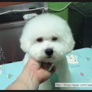 루비애견 이미지