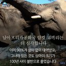 상아 이미지