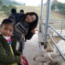 칠곡양떼목장 이미지