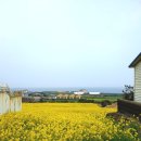 우진아쿠아 | 제주도 유채꽃 우도 서우봉 최근방문! 3월4월 여행 완벽옷차림