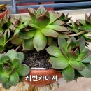 카이져 이미지