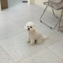 코지아지 이미지